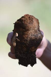 Pisolithus arhizus image