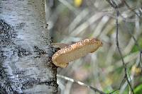 Fomitopsis betulina image