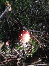 Amanita muscaria image