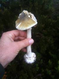 Amanita phalloides image