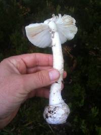 Amanita phalloides image