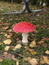 Amanita muscaria image