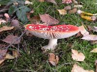 Amanita muscaria image