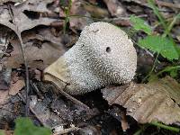 Lycoperdon perlatum image