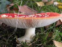 Amanita muscaria image