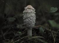 Coprinus comatus image