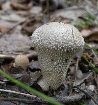 Lycoperdon perlatum image