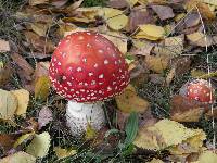 Amanita muscaria image