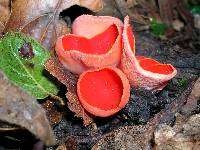 Sarcoscypha coccinea image