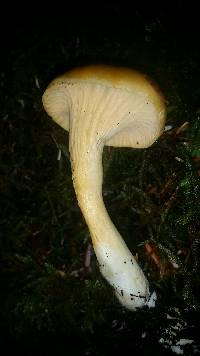 Cantharellus formosus image