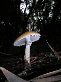 Stropharia ambigua image