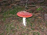 Amanita muscaria image