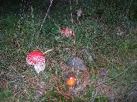 Amanita muscaria image