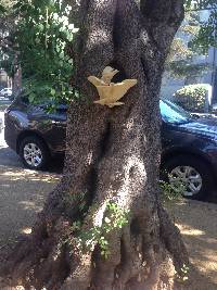 Laetiporus gilbertsonii image