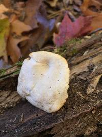 Polyporus varius image