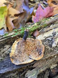 Polyporus varius image