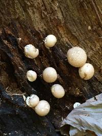 Lycoperdon pyriforme image