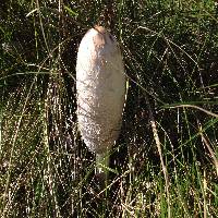 Coprinus comatus image