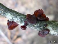 Tremella foliacea image