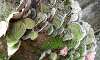 Trametes versicolor image