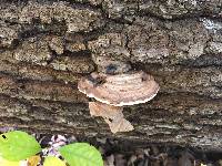 Ganoderma applanatum image