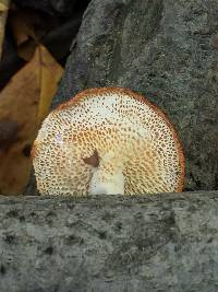 Polyporus alveolaris image