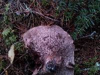 Image of Sarcodon scabrosus