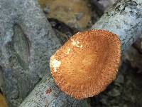 Polyporus alveolaris image