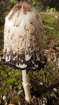 Coprinus comatus image