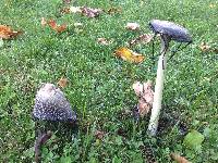 Coprinus comatus image