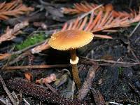 Image of Conocybe filaris