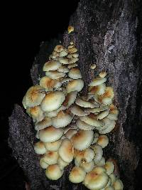 Hypholoma fasciculare image