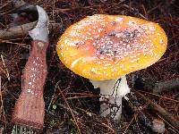 Amanita muscaria var. guessowii image