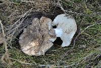 Russula delica image