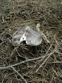 Tricholoma terreum image