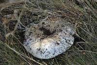 Russula delica image