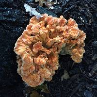 Laetiporus sulphureus image