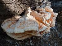 Laetiporus gilbertsonii image