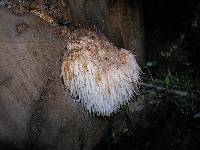 Hericium erinaceus image