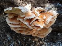 Laetiporus gilbertsonii image