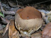 Helvella acetabulum image