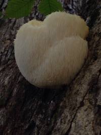 Hericium erinaceus image