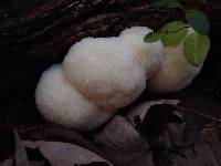 Hericium erinaceus image