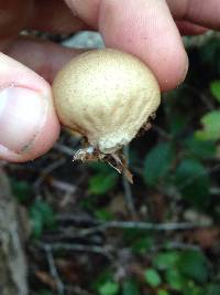 Lycoperdon pyriforme image