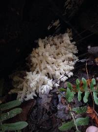 Hericium americanum image