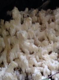 Hericium americanum image