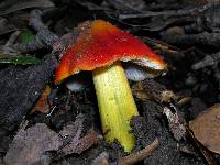 Hygrocybe singeri image