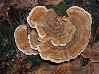 Trametes versicolor image