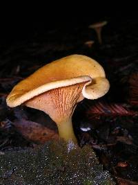 Hygrophoropsis aurantiaca image