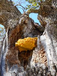 Laetiporus gilbertsonii image